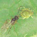 Aphid control - Parasitoids (Aphidius colemani)