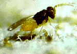 Whitefly control - Greenhouse Parasitoid (Encarsia formosa)